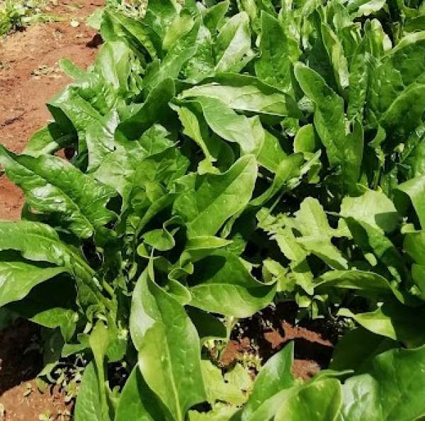 Espinafre Folha Larga Bio, molho 300 g