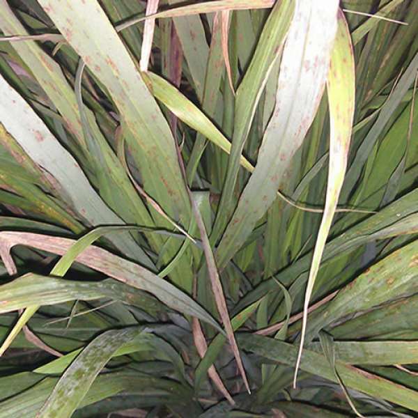 Erva Príncipe Bio, 50 g