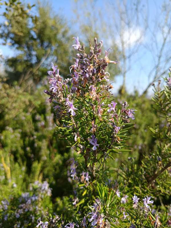 Alecrim Fresco Bio, 50g