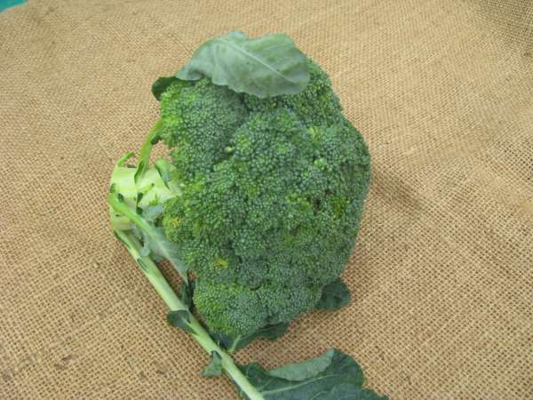 Couve Brócolo Bio