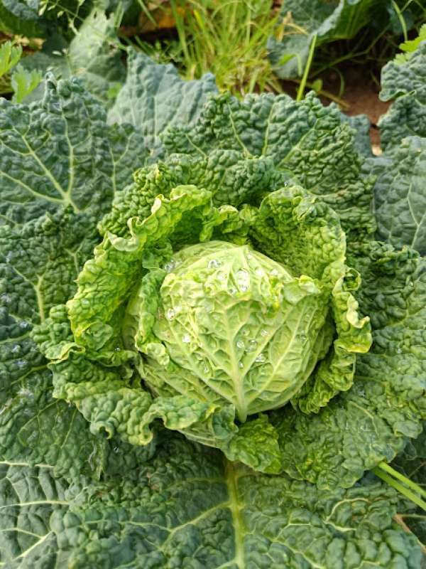 Couve Lombarda Bio