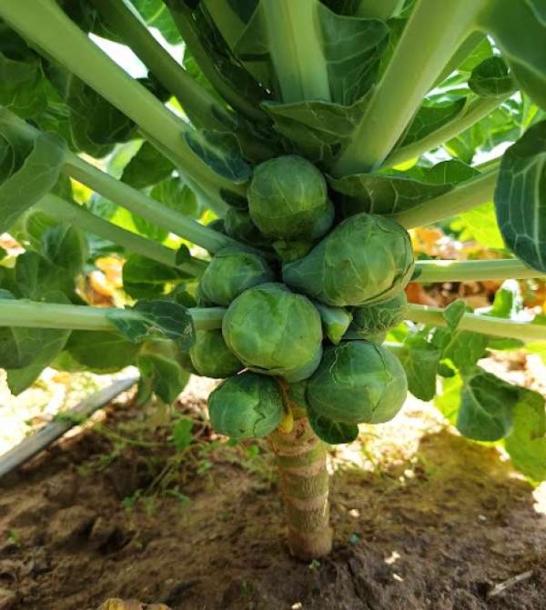 Couve-de-Bruxelas Bio 250 g