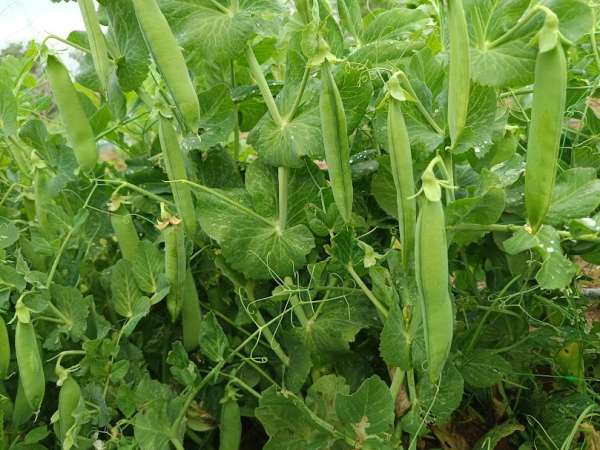 Ervilha Bio com Casca 300 g