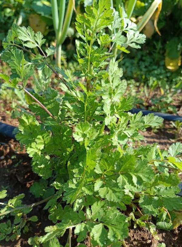 Coentros Bio, Molho 50 g