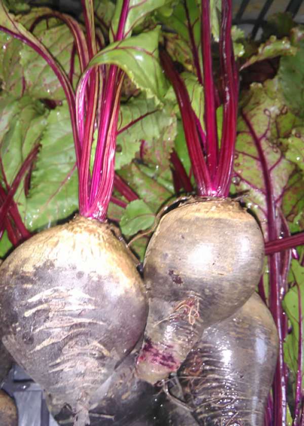 Beterraba com rama Bio