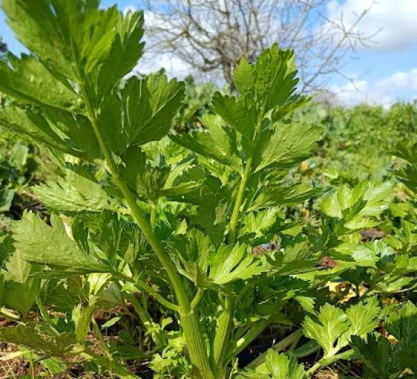 Aipo Folha Bio molho 150g